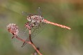 J16_0630 Sympetrum sinaiticum male